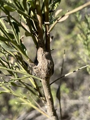 Gnorimoschema baccharisella