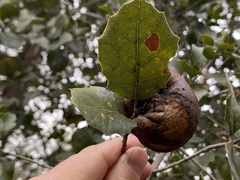Amphibolips quercuspomiformis