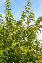 Morus nigra