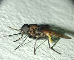 Fidena