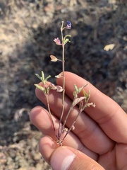 Scutellaria angustifolia