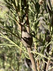 Gnorimoschema baccharisella