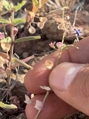 Scutellaria angustifolia