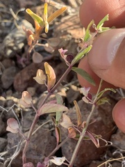 Scutellaria angustifolia