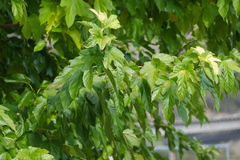 Morus nigra