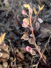 Scutellaria angustifolia