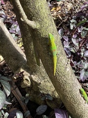 Phelsuma laticauda