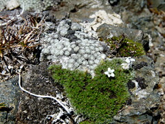 Veronica pulvinaris