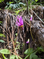 Dodecatheon