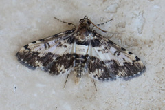 Nacoleia amphicedalis