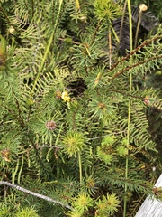 Pultenaea stipularis