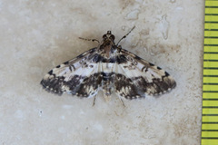 Nacoleia amphicedalis