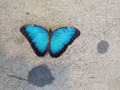 Morpho helenor montezuma