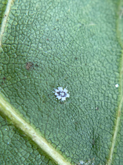 Aleuroplatus coronata