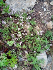 Potentilla ancistrifolia