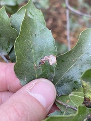 Stigmella variella