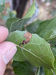 Stigmella variella