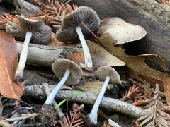 Psathyrella