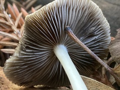 Psathyrella