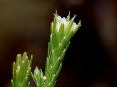 Kelleria multiflora