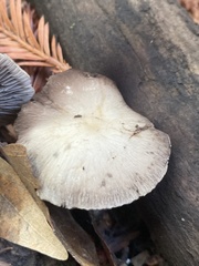 Psathyrella
