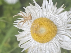 Sidymella trapezia