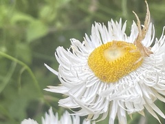 Sidymella trapezia