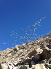 Eriogonum hoffmannii hoffmannii