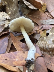 Lepiota spheniscispora