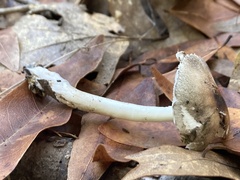 Lepiota spheniscispora