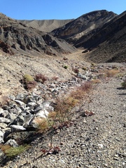 Eriogonum hoffmannii hoffmannii