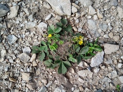 Potentilla ancistrifolia