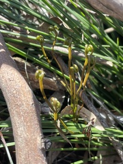 Schizaea bifida