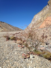 Eriogonum hoffmannii hoffmannii