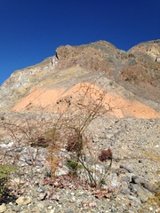 Eriogonum hoffmannii hoffmannii