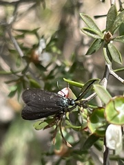 Pollanisus viridipulverulenta