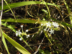 Plumbago zeylanica
