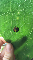 Australoneda bourgeoisi