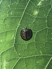 Australoneda bourgeoisi