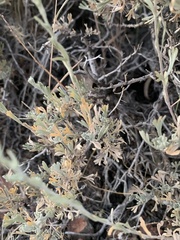 Artemisia arbuscula