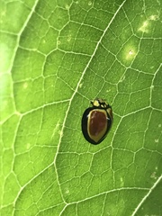 Australoneda bourgeoisi