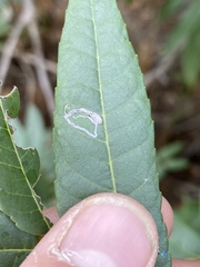 Stigmella longisacca