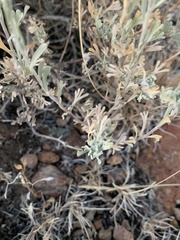 Artemisia arbuscula