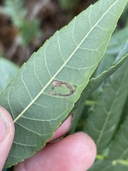 Stigmella longisacca