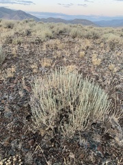 Artemisia arbuscula