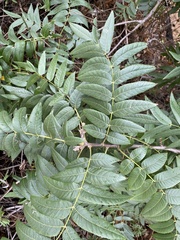 Stigmella longisacca