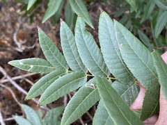 Stigmella longisacca