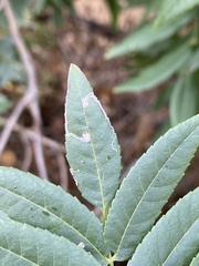 Stigmella longisacca