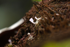Ostropomycetidae