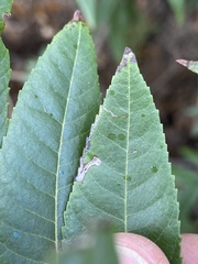 Stigmella longisacca